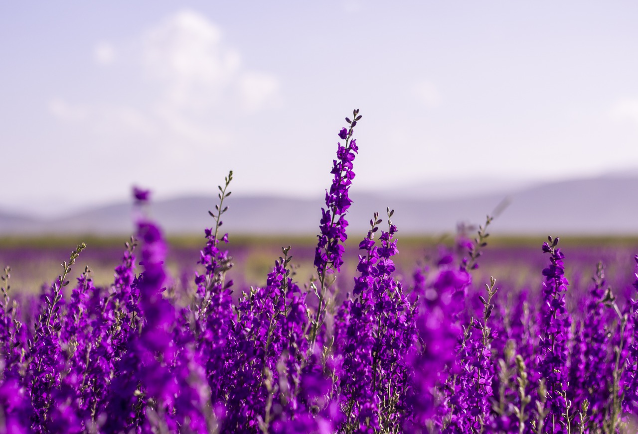 flowers, purple, lavender-5383054.jpg